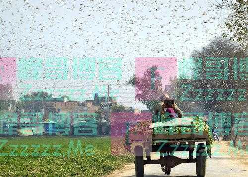 印度巴基斯坦蝗虫6000亿泛滥成灾，能不能用喷火兵消灭？