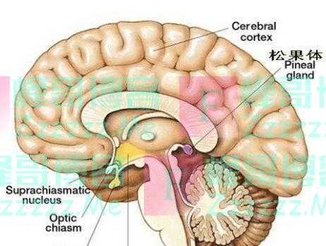 人类的第3只眼为啥被封印？俄科学家：它可未卜先知，有人不许！