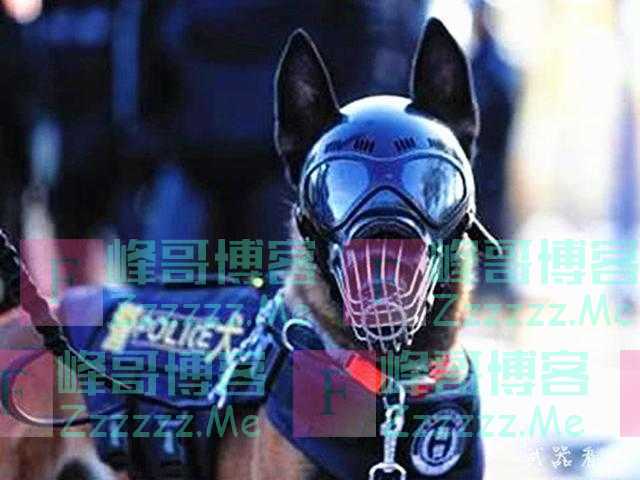 我国警犬终于佩戴防弹头盔了，相比美国警犬头盔，更安全，更防弹