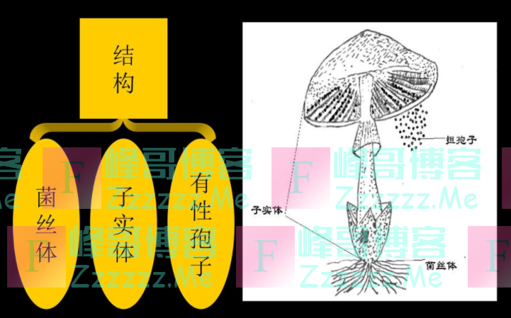 蘑菇分为两个部分, 地上的叫做子实体,地下的叫做菌丝体,在子实体的伞