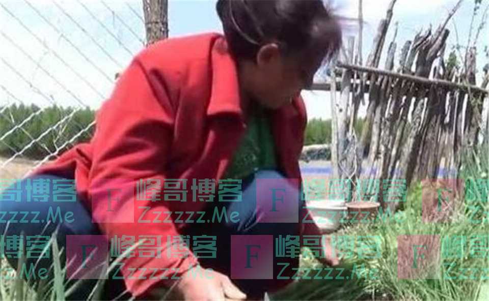 奶奶偷邻居“韭菜”，孙子吃后中毒索赔50万：在你菜地摘的你得赔