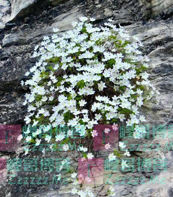 京西崖壁上槭叶铁线莲盛开，专家：人工栽植极难，切勿盗挖