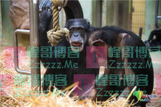 黑猩猩欢庆60岁大寿 翘起二郎腿悠然自得
