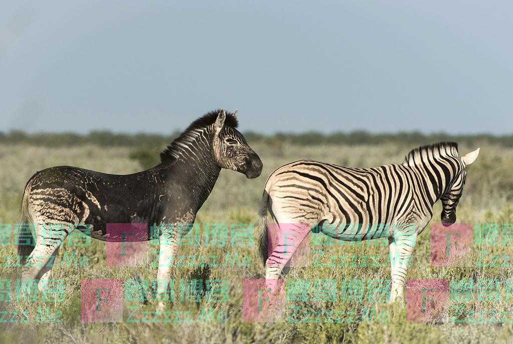 纳米比亚：“黑化”斑马栖身族群 无条纹装扮独树一帜