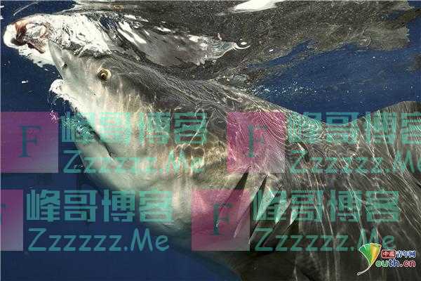 潜水员近距离拍摄鲨鱼 体型庞大牙齿锋利无比