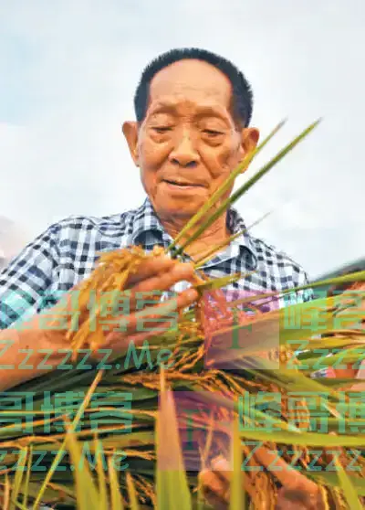 一稻济世?万家粮足