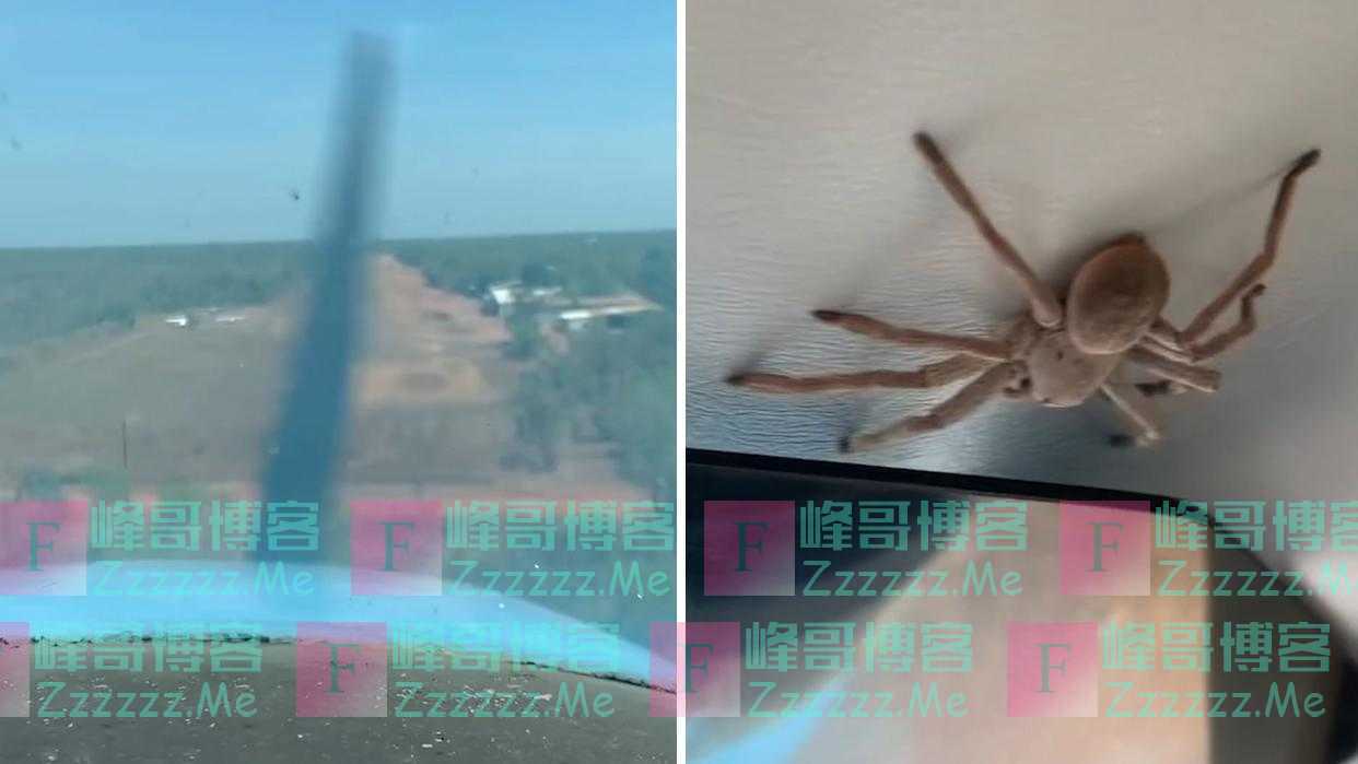 噩梦！飞行途中15厘米长蜘蛛掉到飞行员腿上