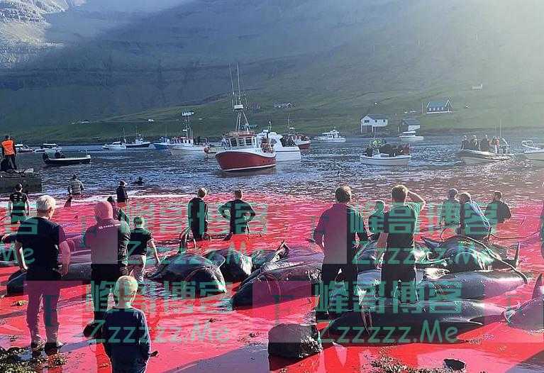 翻版《海豚湾》！丹麦渔民屠杀175 头领航鲸视频曝光，海水变血水