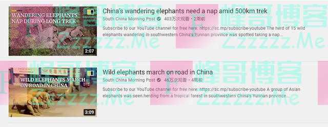 大象会回家吗？全球“粉丝”现在不担心了，因为他们知道“中国这么努力保护它们”