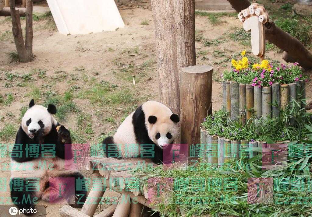 太可爱了 韩国爱宝乐园为一岁熊猫福宝庆祝生日