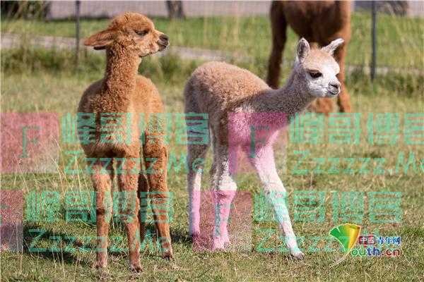 德国农场出生罕见双胞胎羊驼宝宝 面对镜头不怯场萌萌哒