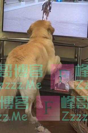 金毛犬看花式骑术比赛时以为自己也是马 还模仿马的动作