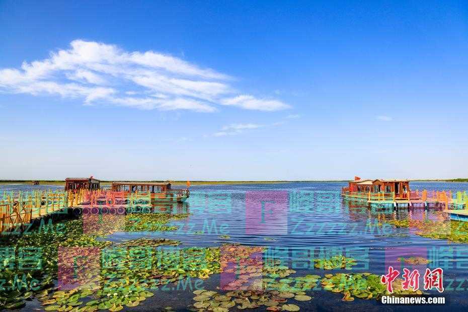 芙蓉出水引客来 中国最大野生睡莲群迎最佳观赏季