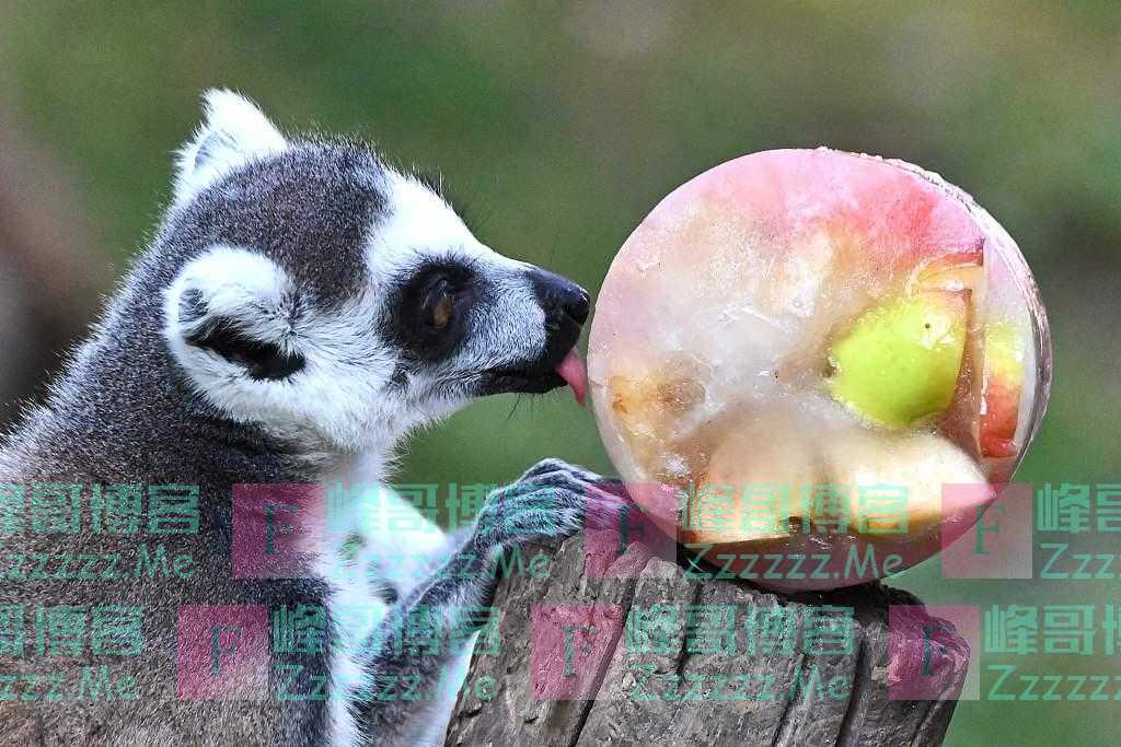 意大利罗马动物园狐猴高温天享受冷冻水果