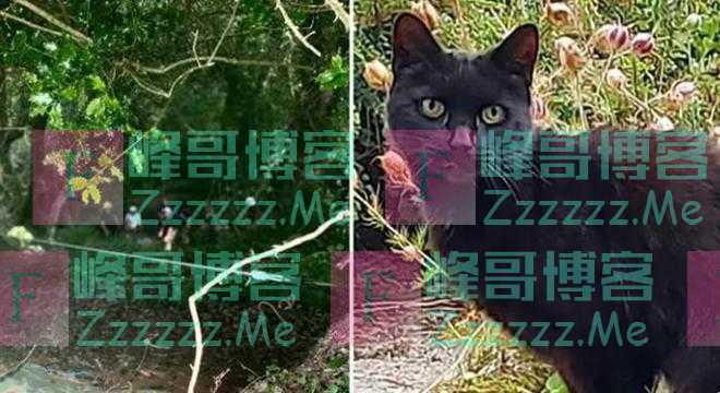 老人不慎掉下山沟 宠物猫成功叫来救援人员