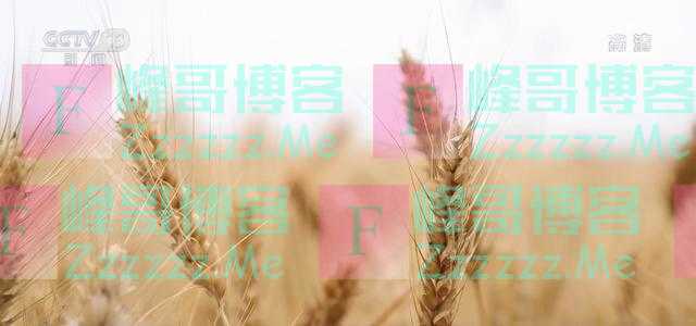 我国秋粮面积预计增加12.9亿亩，丰收有基础