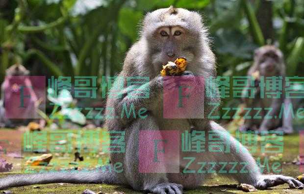 太饿太无聊，巴厘岛猴群大闯民宅抢食物