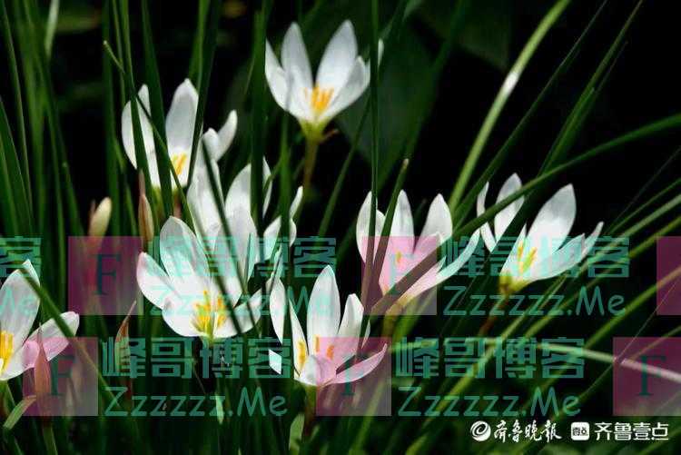 葱兰也称葱莲，如玉如兰