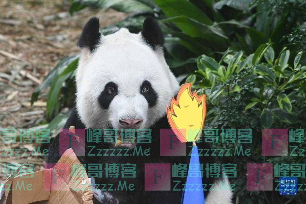 新加坡：为大熊猫“凯凯”庆生 并确定其幼崽为雄性