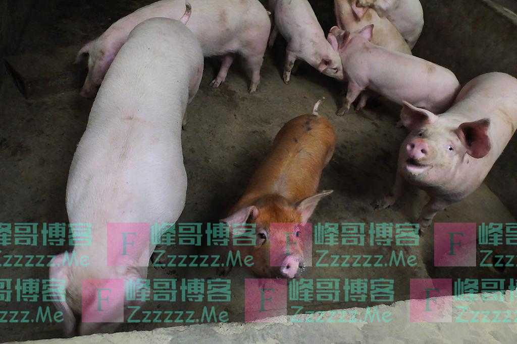 美媒：猪肉价格波动幅度大，中国养猪户放弃债务驱动的扩张计划