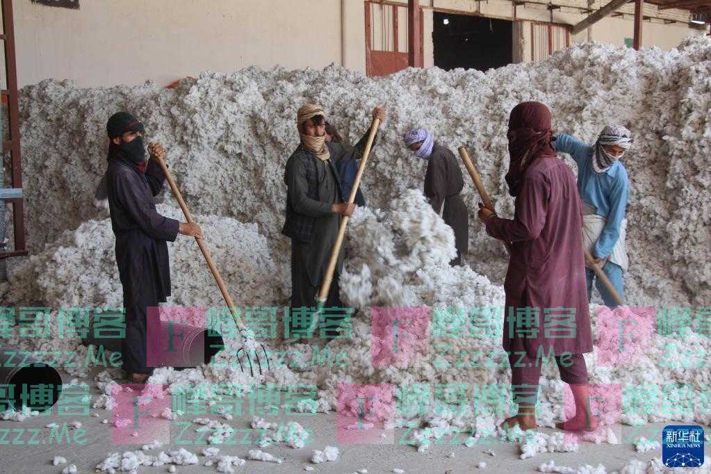 阿富汗：复工的棉花加工厂