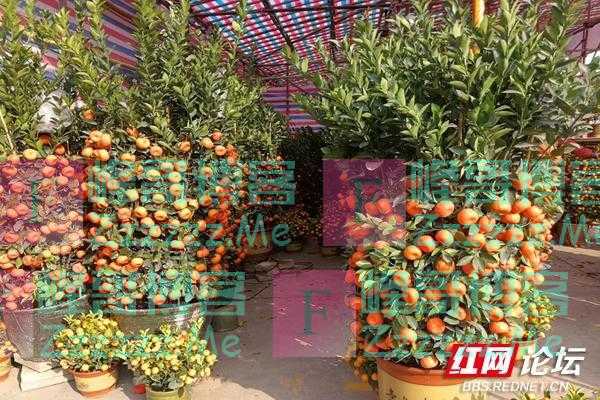 广东人过年爱买结满果实的橘子树，却不是用来吃的