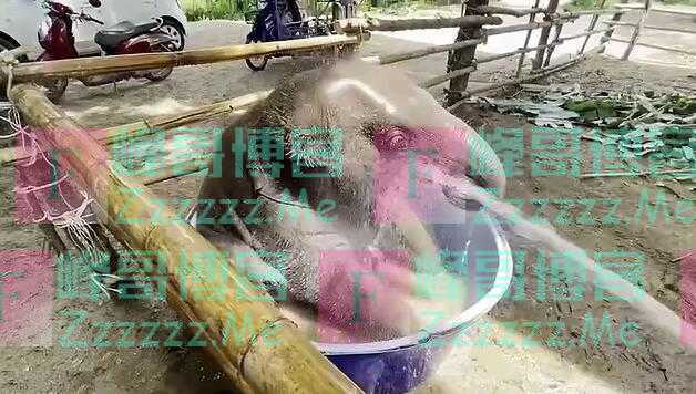 泰国七个月大小象在浴盆里洗澡 任凭饲养员用软管冲洗