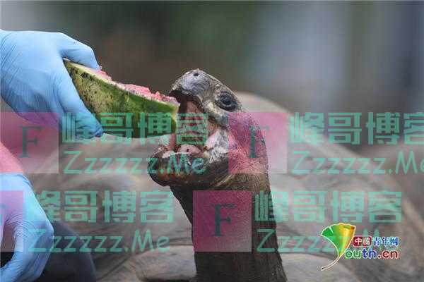 英国动物园内加拉帕戈斯象龟大快朵颐吃西瓜