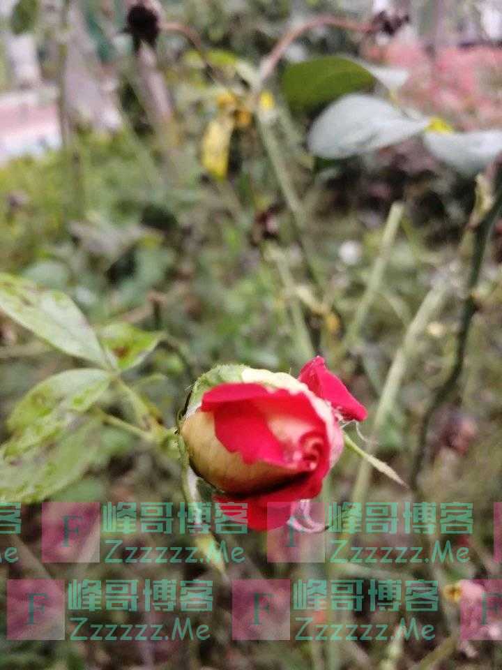 寒雨秋花思