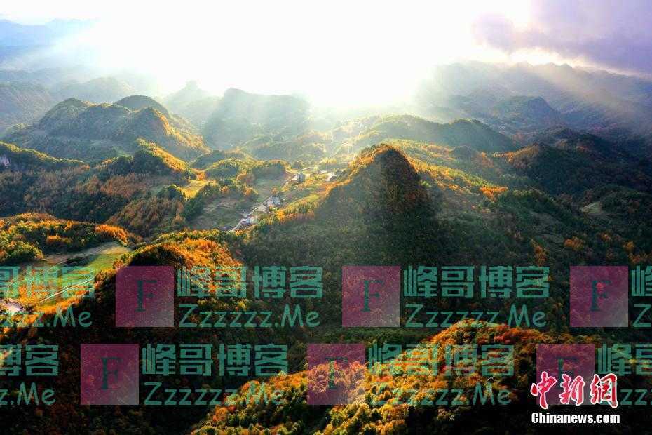 川陕交界曾家山三万亩林海迎来浪漫红叶季