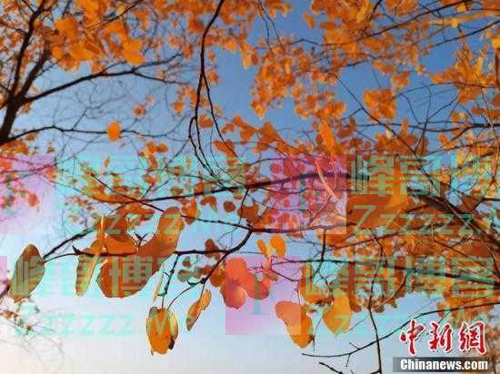 深秋塔里木河源头胡杨金黄 景色如画