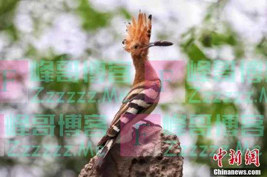 珍贵！摄影师青海拍摄到稀有动物戴胜鸟