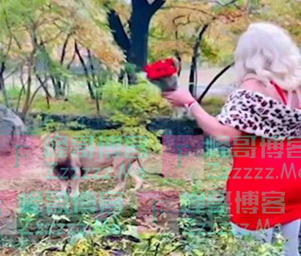 “国王，我爱你！”一女子翻越纽约动物园围栏，为狮子跳舞散花