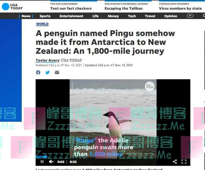 迷路了？南极洲一只阿德利企鹅漂洋过海2900公里，到达新西兰
