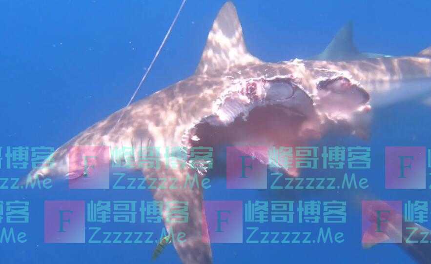 “僵尸鲨鱼”身体被吃掉一半仍坚持捕食