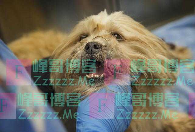 每年吃掉150万只狗！韩国政府将成立特别工作组，考虑禁食狗肉