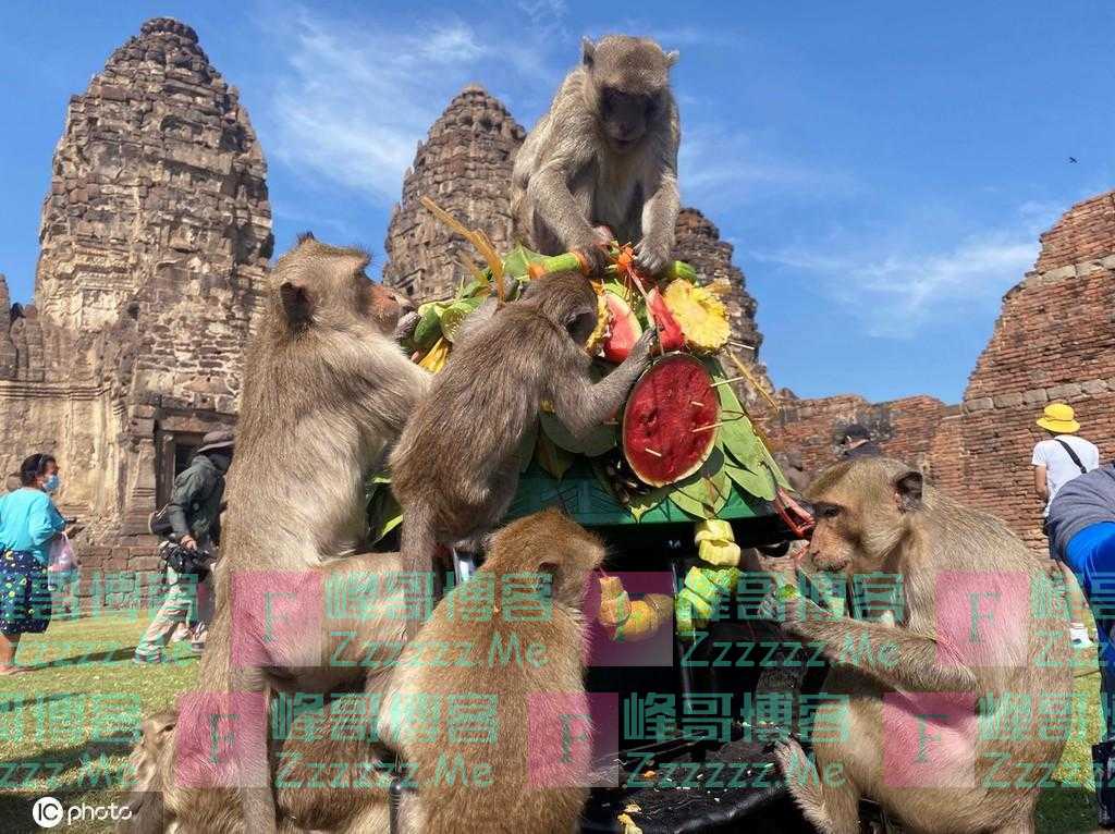 泰国华富里府举办第33届“猴子自助餐节” 猴子大快朵颐