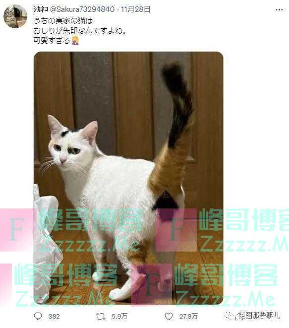 猫的屁屁上长了个箭头。网友分享喵星人身上的图案，好特别