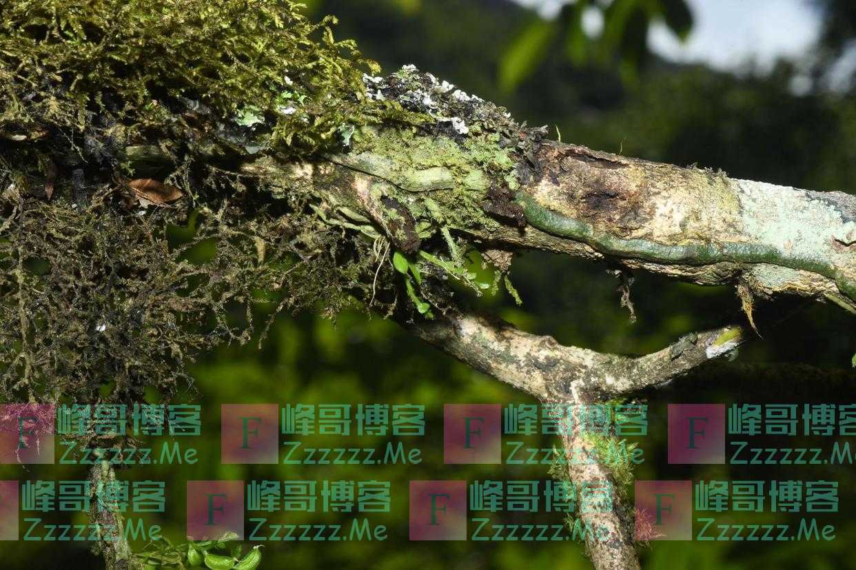 中国发现31个兰科植物新种