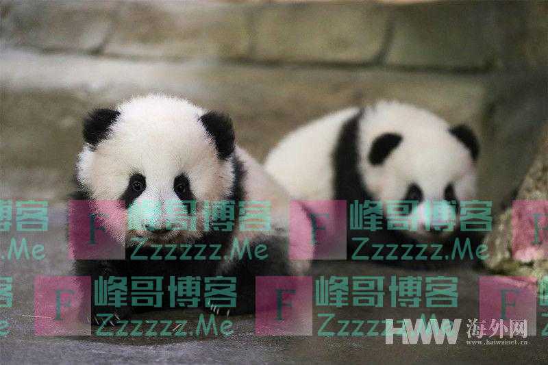 法国动物园的熊猫双胞胎蹒跚学步 样子萌萌哒