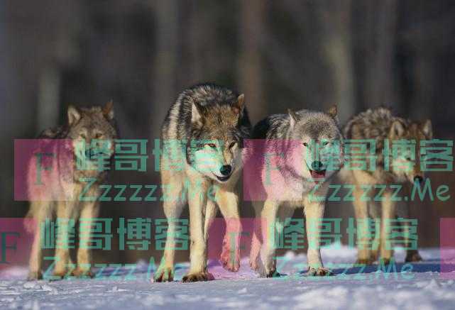 外媒：9匹狼“出逃”，法国一动物园临时关闭