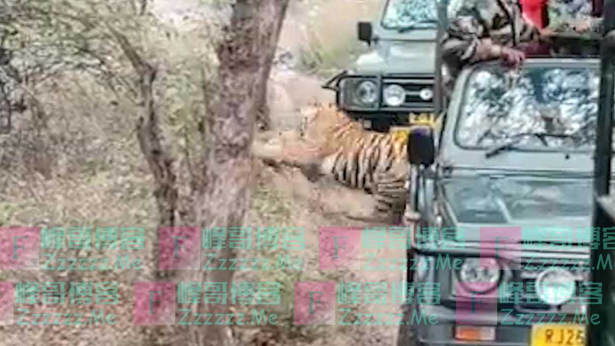 印度国家公园内一只老虎在游客面前捕杀狗