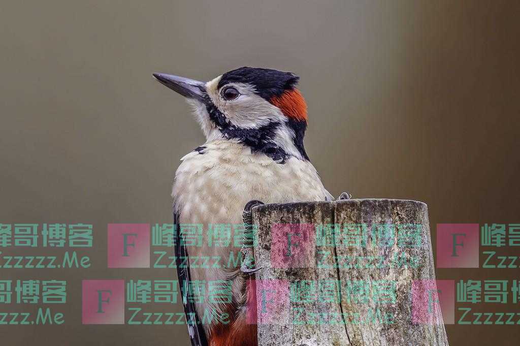 英国林肯郡摄影师抓拍啄木鸟 低头休息显劳累