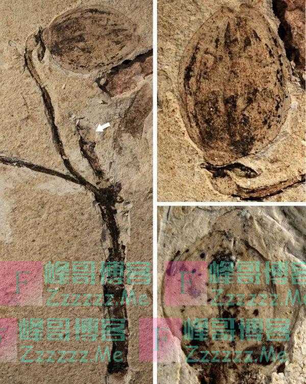 科研人员在内蒙古发现侏罗纪时期花蕾