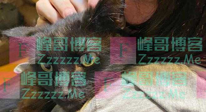 主人在电话里听出失踪8个月的猫咪叫声