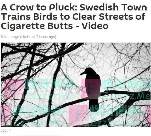 脑洞大开！瑞典公司训练乌鸦街头捡烟头，投进机器可换取鸟食