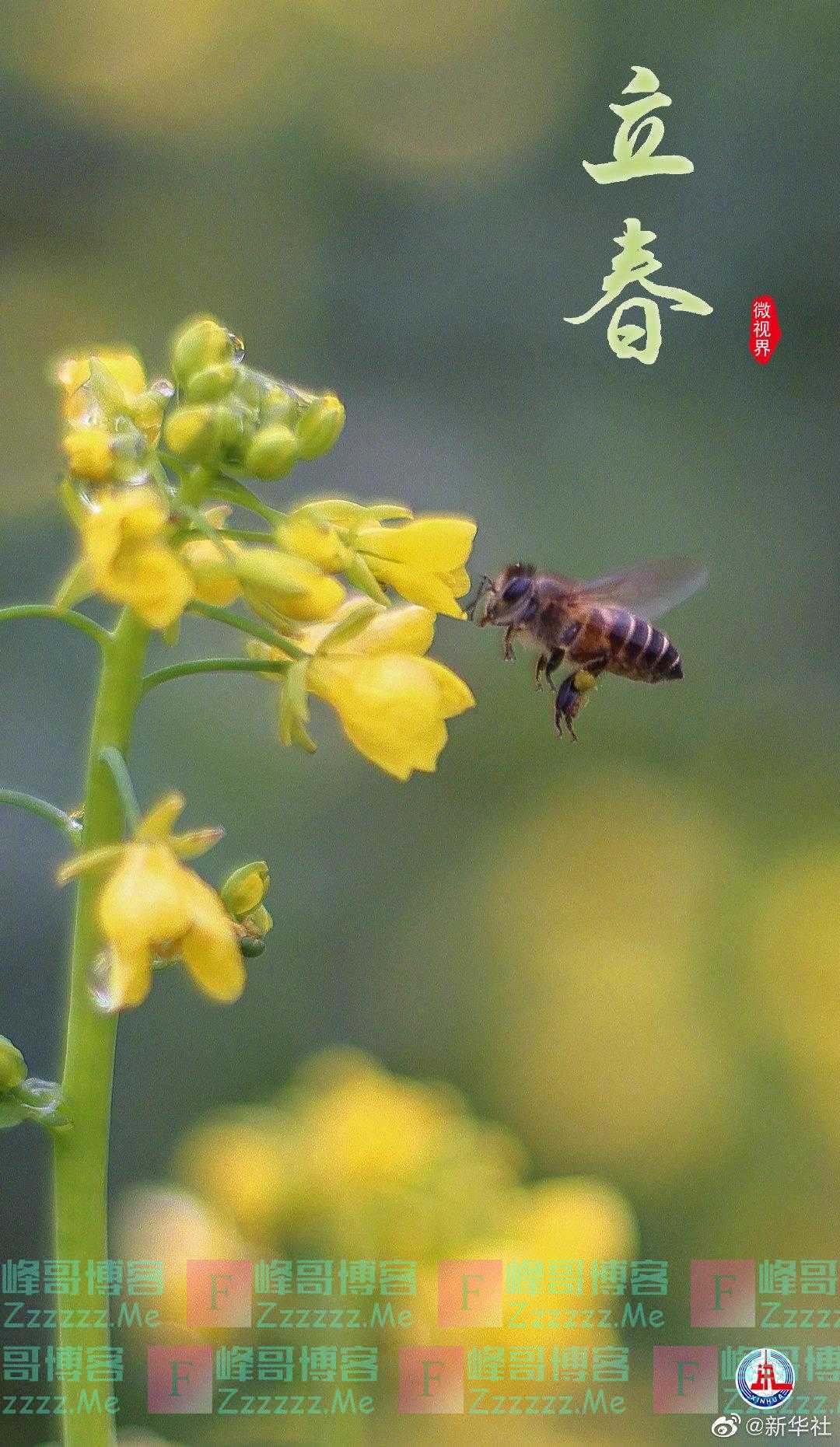 明日立春！一起欣赏春色有多美