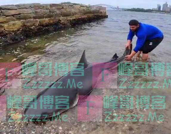 澳大利亚两渔民在悉尼捕到一条2.5米长凶猛牛鲨