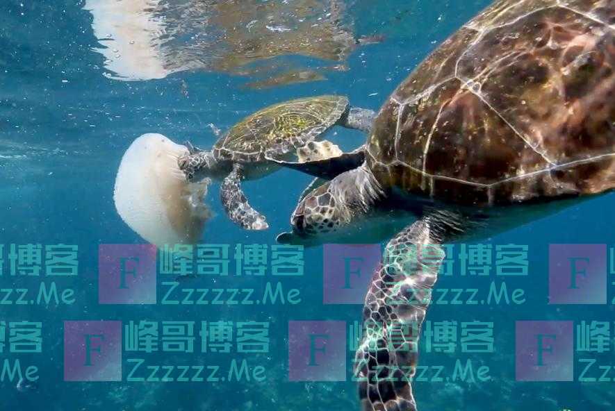 日本发现全球首例海龟误食口罩事例
