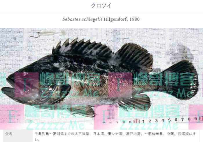 台湾解禁日本核食当日 日本因“辐射严重超标”暂停黑鱼上市